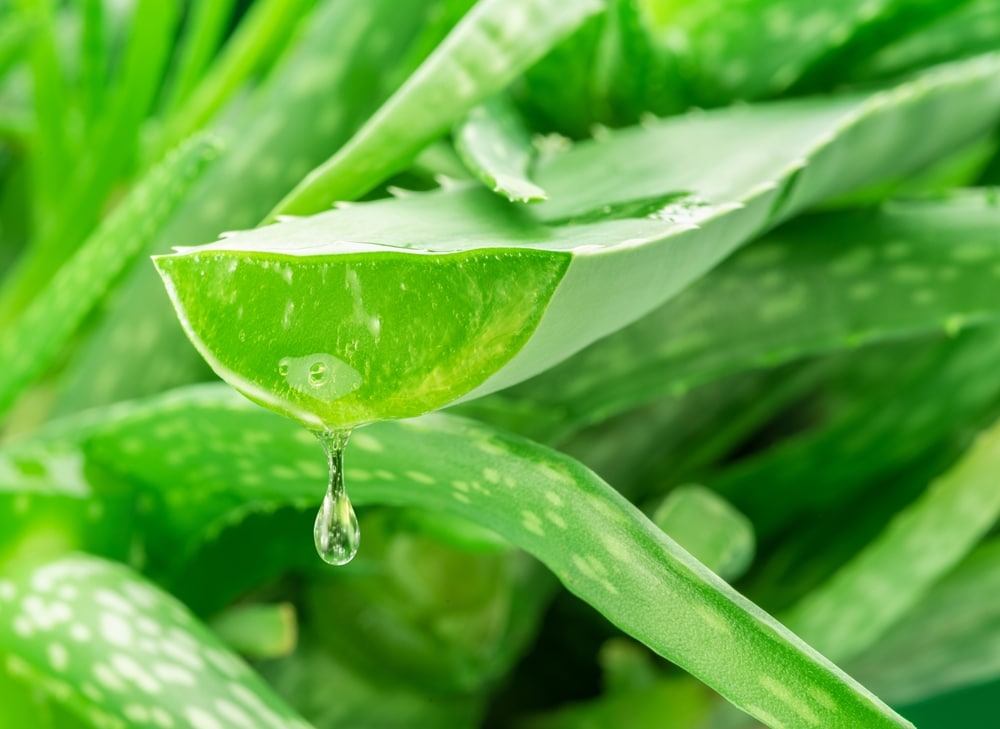 Naturalna pasta do zębów z aloesem: co daje Aloe Vera w codziennej higienie jamy ustnej?
